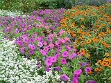 Alyssum, petunias and zinnias